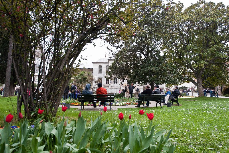 20100402_155604 D3.jpg - Tulips in gardens of Topkapi Palace